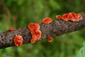 Attēlu rezultāti vaicājumam “Cytidia salicina”