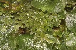 Attēlu rezultāti vaicājumam “Riccardia multifida”