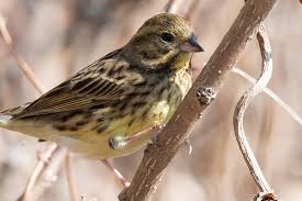 Image result for Emberiza spodocephala