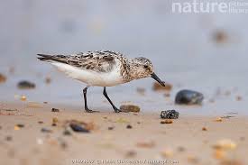 Attēlu rezultāti vaicājumam “Calidris alba adult”