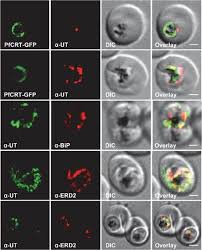Attēlu rezultāti vaicājumam “Enteridium variabile plasmodium”