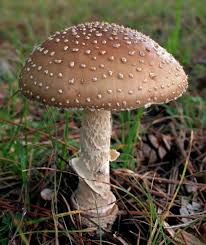 Attēlu rezultāti vaicājumam “Amanita excelsa”