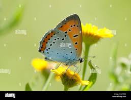 Attēlu rezultāti vaicājumam “Lycaena dispar underside”