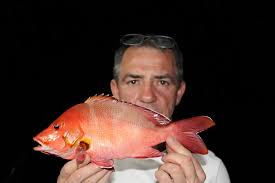 Image result for Lutjanus colorado