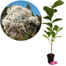 Attēlu rezultāti vaicājumam “Magnolia kobus”