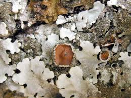 Attēlu rezultāti vaicājumam “Parmelina tiliacea”