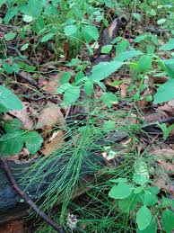 Attēlu rezultāti vaicājumam “Equisetum pratense”