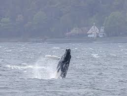 Image result for Cove and Kilcreggan Bowling Club