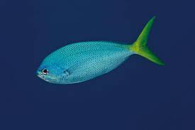 Image result for Polysteganus undulosus