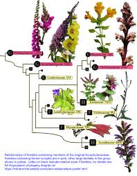 Attēlu rezultāti vaicājumam “Lathraea squamaria fruit”