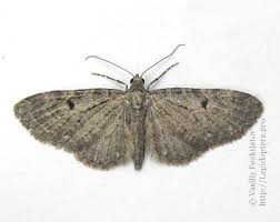 Attēlu rezultāti vaicājumam “Eupithecia sinuosaria”