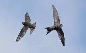 Image result for Apus pacificus