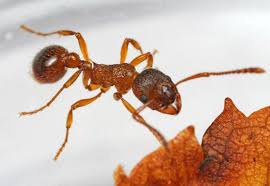 Attēlu rezultāti vaicājumam “Myrmica rubra”