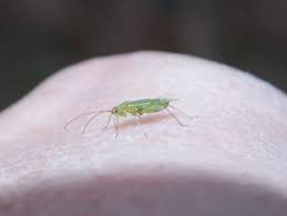 Attēlu rezultāti vaicājumam “Blepharidopterus angulatus”