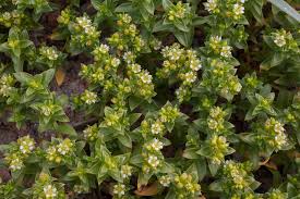 Attēlu rezultāti vaicājumam “Honckenya peploides flower”