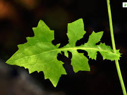 Attēlu rezultāti vaicājumam “Mycelis muralis leaf”