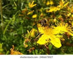 Attēlu rezultāti vaicājumam “Hypericum maculatum flower”