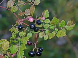 Attēlu rezultāti vaicājumam “Vitaceae”