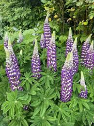Attēlu rezultāti vaicājumam “Lupinus polyphyllus flower”