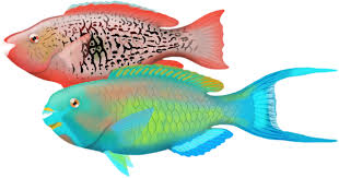 Image result for Scarus rubroviolaceus