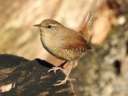 Attēlu rezultāti vaicājumam “Troglodytes troglodytes”