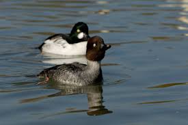 Attēlu rezultāti vaicājumam “Bucephala clangula female”