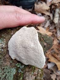 Attēlu rezultāti vaicājumam “Amaurochaete fusiformis”