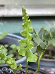 Attēlu rezultāti vaicājumam “Polypodium vulgare”