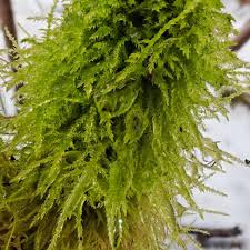 Attēlu rezultāti vaicājumam “Eurhynchium praelongum”