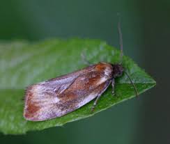 Attēlu rezultāti vaicājumam “Eulia ministrana”