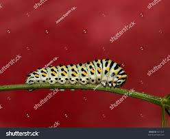 Attēlu rezultāti vaicājumam “Papilio machaon larva”