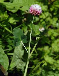 Attēlu rezultāti vaicājumam “Trifolium hybridum flower”
