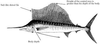 Image result for Istiophorus platypterus