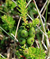 Attēlu rezultāti vaicājumam “Empetrum nigrum fruit”