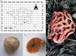 Attēlu rezultāti vaicājumam “Clathrus ruber”