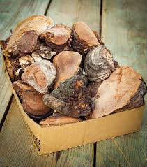 Attēlu rezultāti vaicājumam “Phellinus nigricans”