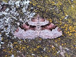 Attēlu rezultāti vaicājumam “Xanthorhoe designata”