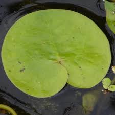 Attēlu rezultāti vaicājumam “Hydrocharis morsus-ranae bud”