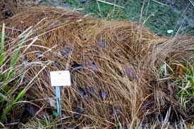 Attēlu rezultāti vaicājumam “Eleocharis uniglumis leaf”