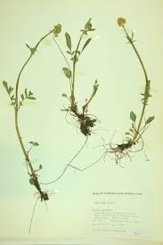 Attēlu rezultāti vaicājumam “Valerianaceae”