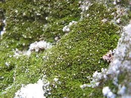 Attēlu rezultāti vaicājumam “Gyroweisia tenuis”