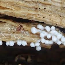 Attēlu rezultāti vaicājumam “Trichia sp.”