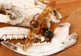 Image result for East Kilbride Wasps