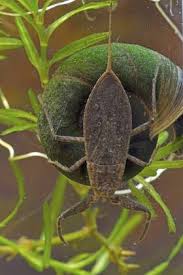 Attēlu rezultāti vaicājumam “Nepa cinerea imago”