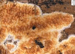 Attēlu rezultāti vaicājumam “Leucogyrophana sororia”