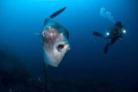 Image result for Mola mola