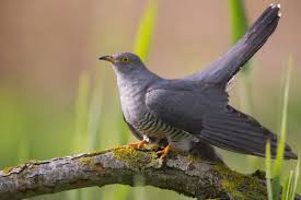 Attēlu rezultāti vaicājumam “Cuculus canorus”