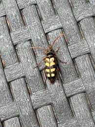 Attēlu rezultāti vaicājumam “Cerambycidae”