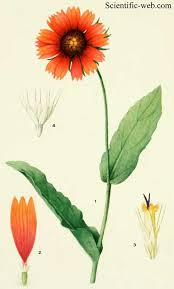 Image result for Gaillardia amblyodon