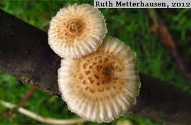 Attēlu rezultāti vaicājumam “Laurilia sulcata”